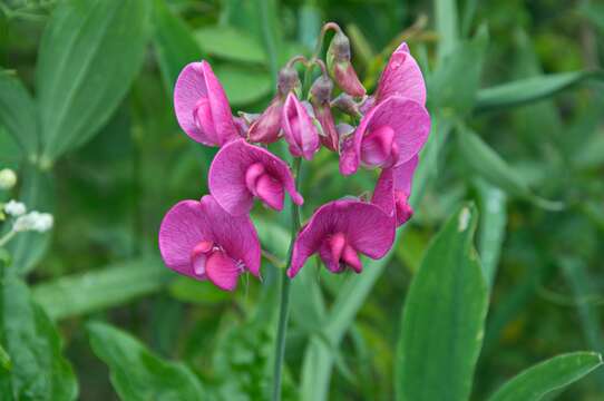 Image of Sweet Pea