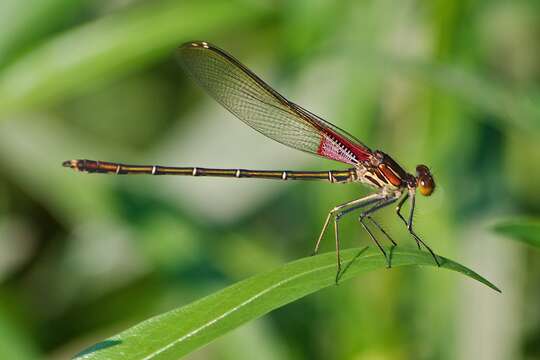 Image of American Rubyspot