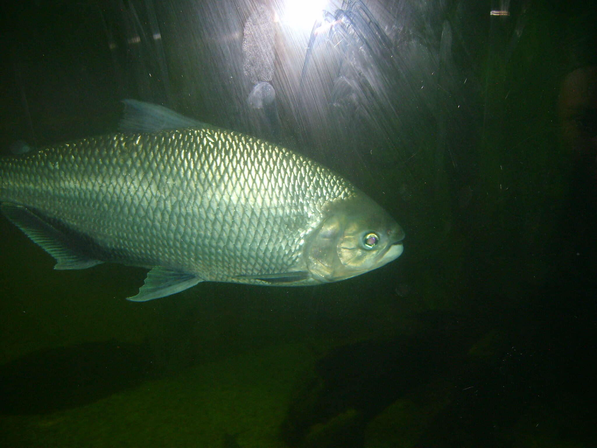 Sivun Brycon amazonicus (Spix & Agassiz 1829) kuva