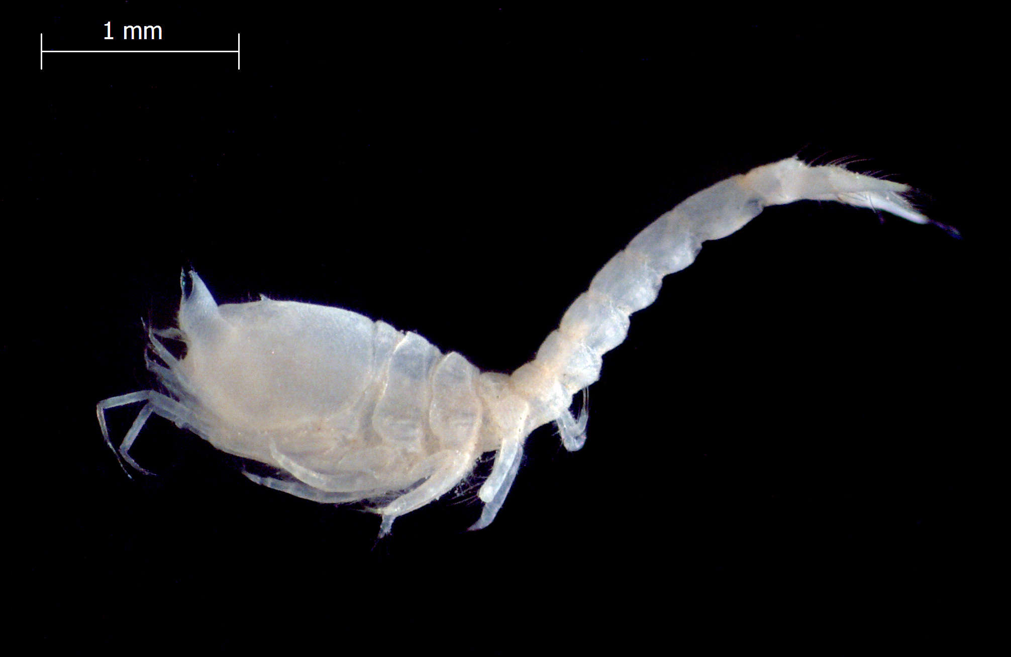 Image of typical crustaceans