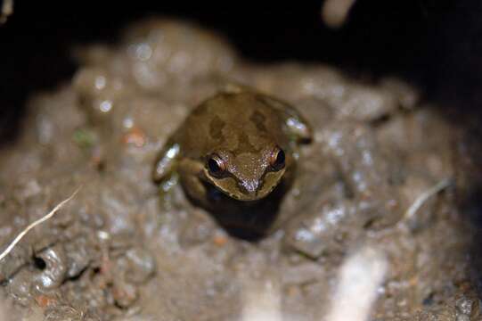 Imagem de Pseudacris regilla (Baird & Girard 1852)