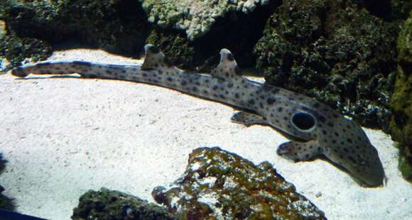 Image of epaulette sharks