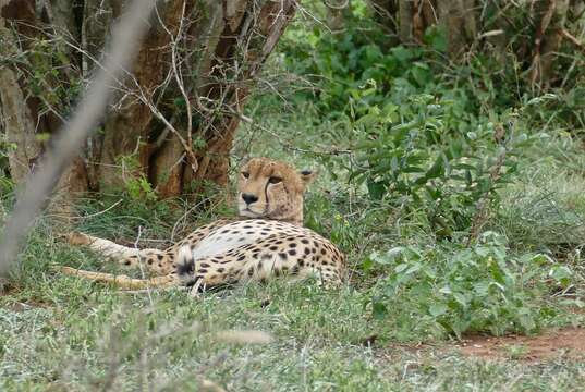 Image of Acinonyx Brookes 1828