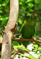 Image of Blue-crowned Hanging Parrot