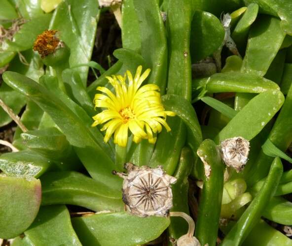 Image of Glottiphyllum depressum (Haw.) N. E. Br.