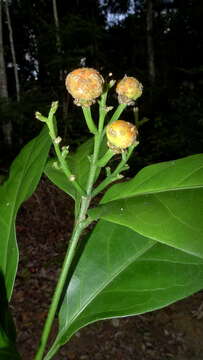 Image of Bunchosia acuminata F. H. Dobson