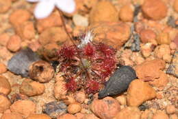 Image of Drosera spilos N. Marchant & Lowrie