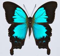 Sivun Papilio montrouzieri Boisduval 1859 kuva