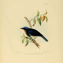 Слика од Ficedula sapphira (Blyth 1843)
