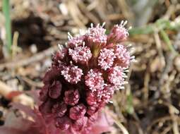 Image of pestilence wort