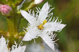 Image of bogbean