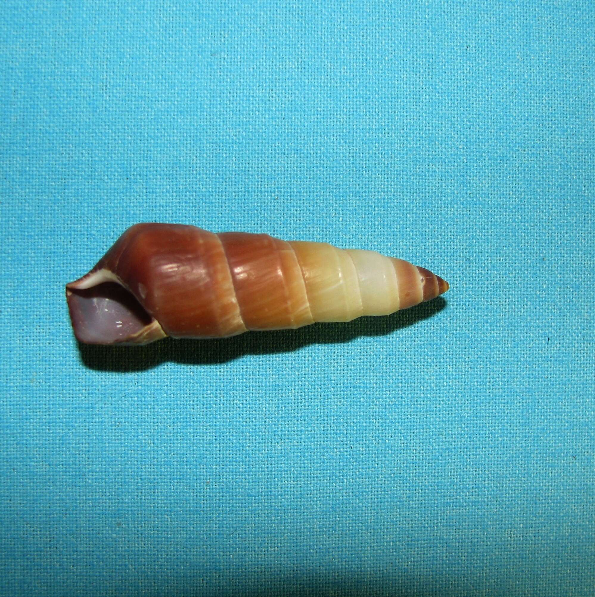 Image of Amastridae Pilsbry 1910