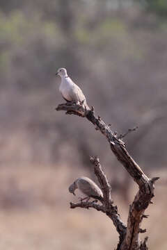 Image of Collared Dove