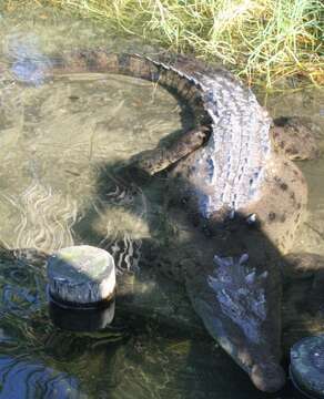 Image of American Crocodile