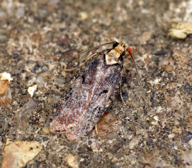 Image of Agonopterix liturosa Haworth 1811