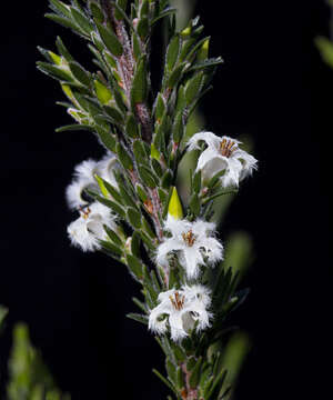 Image de Pentachondra ericifolia Hook. fil.