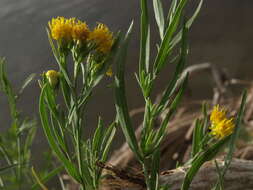 Plancia ëd Euthamia occidentalis Nutt.