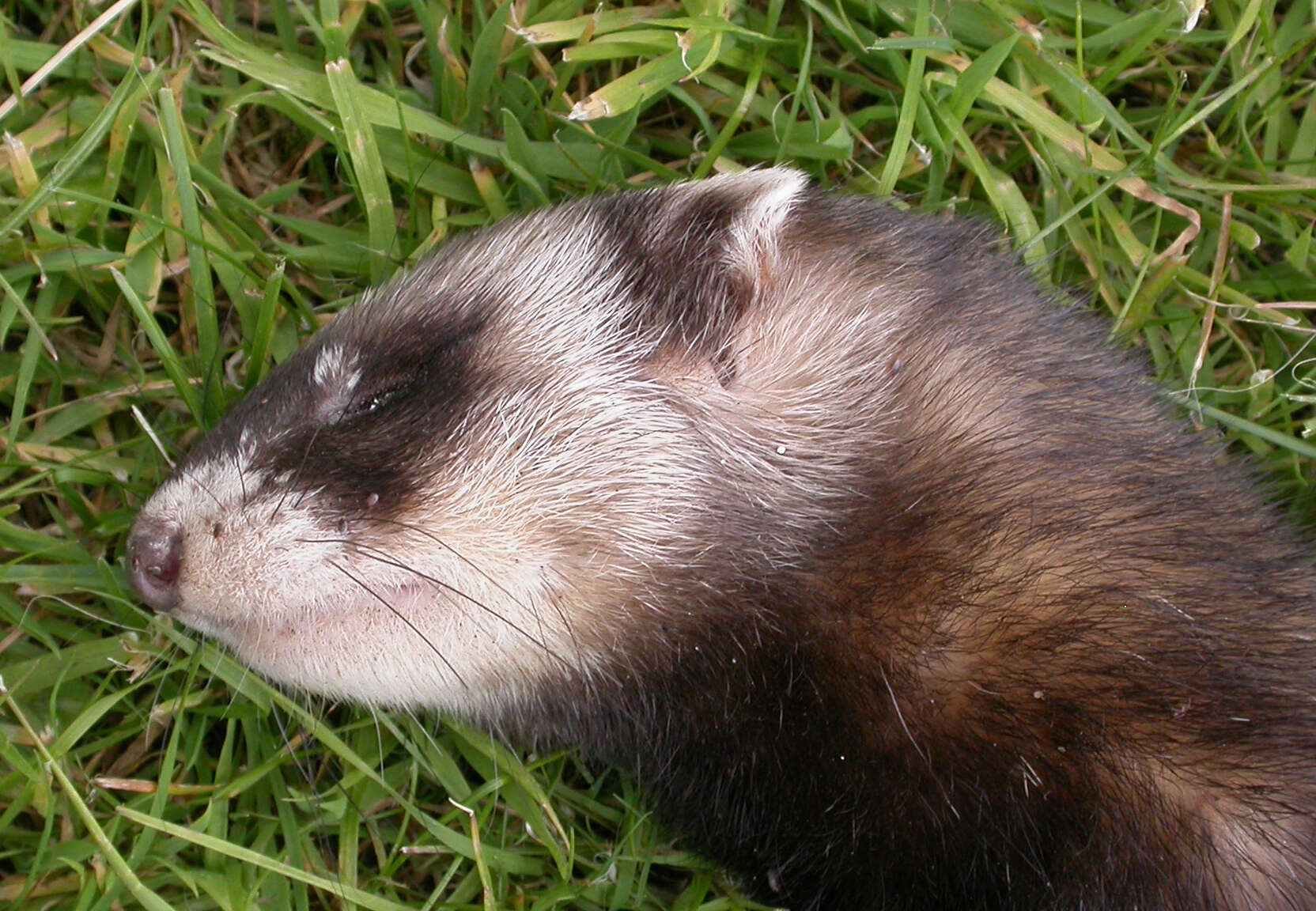 Image of western polecat, polecat