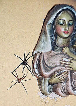 Image of Chilean recluse