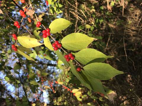 Image of honeysuckle