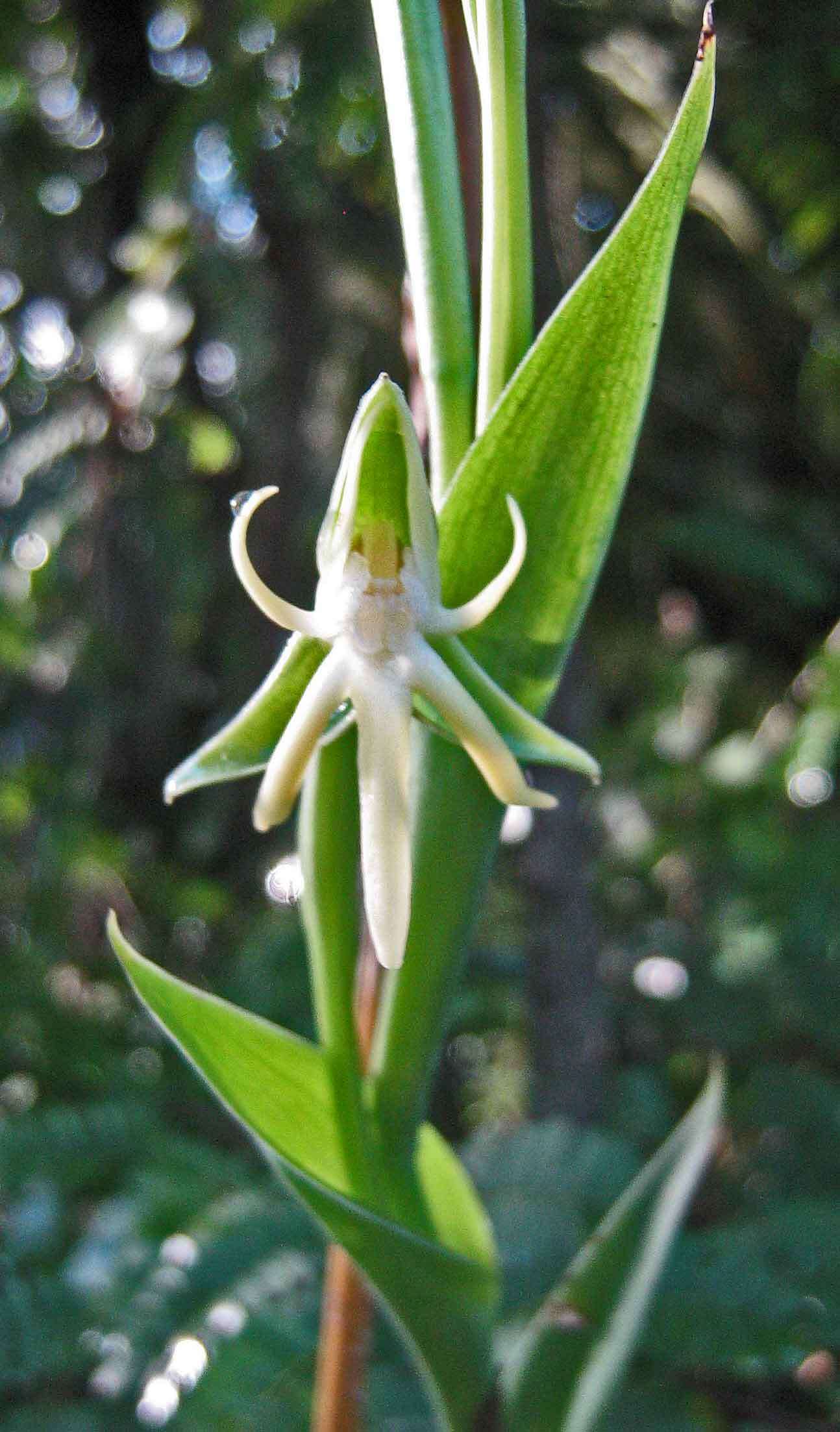 Image of Habenaria trifida Kunth