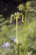 Image of brackenfern