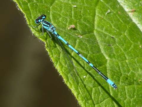 Image of Coenagrion