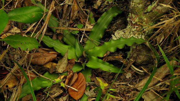 Image of Cryptanthus