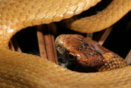 Image of brown-bellied snakes