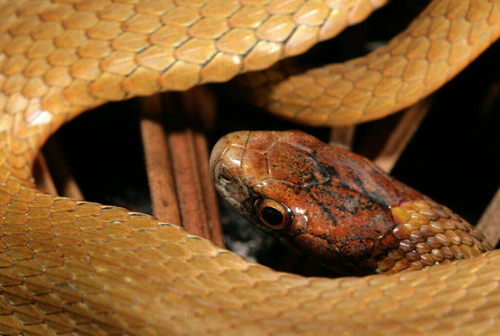 Image of Red-bellied Snake