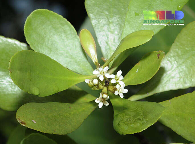 Image of black mangrove