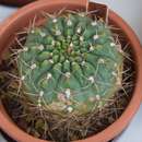 صورة Gymnocalycium baldianum subsp. sanguiniflorum