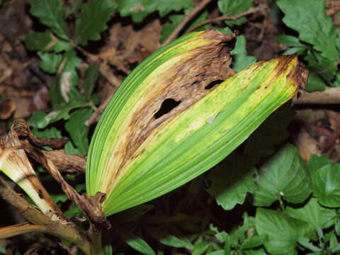 Image of false hellebore