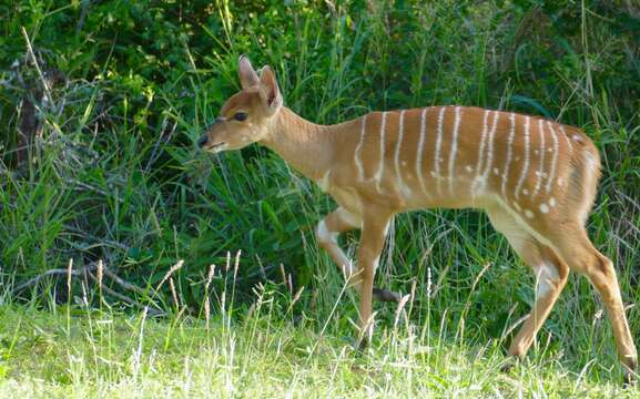 Image of Nyala