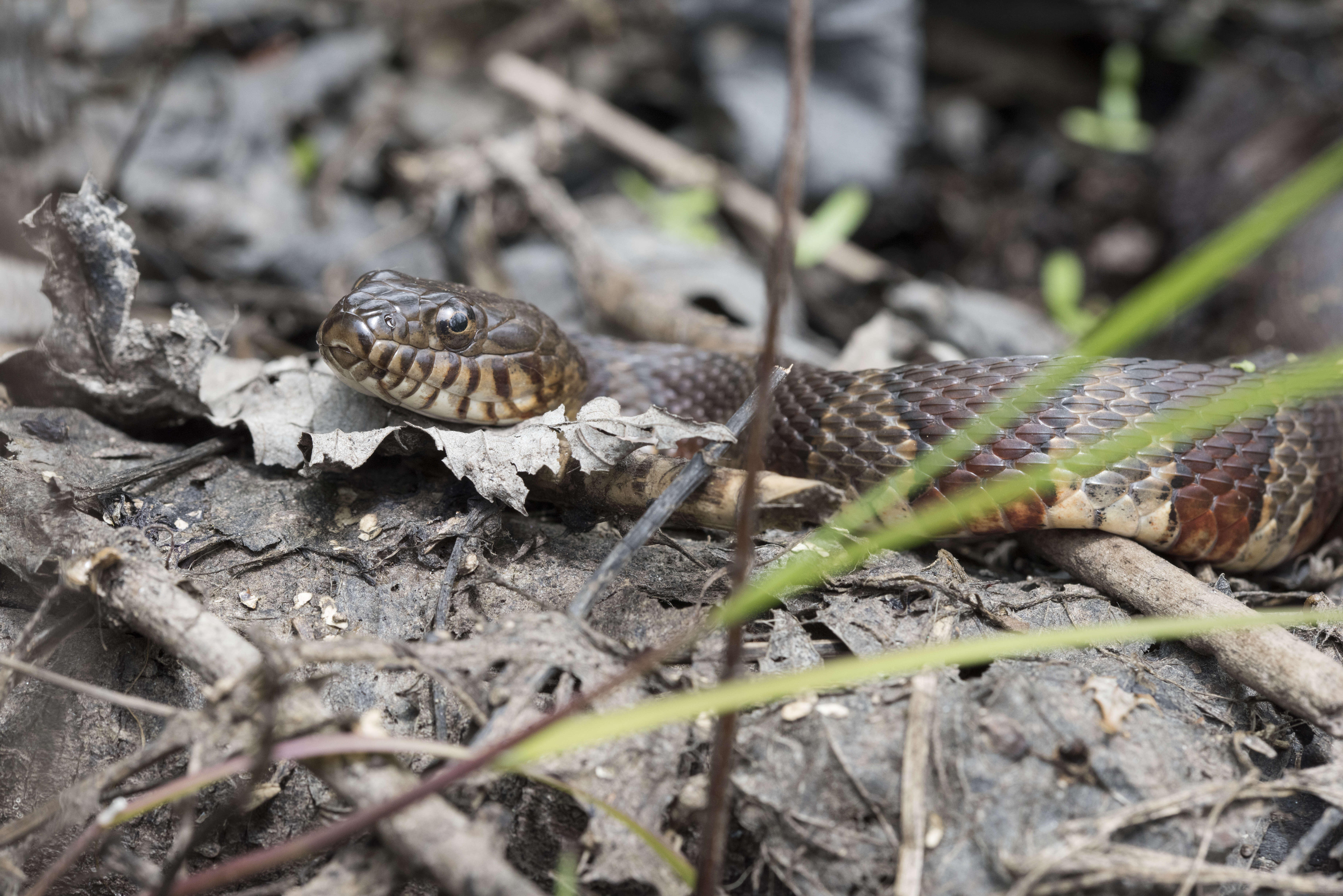 Image of Lake Erie Water Snake