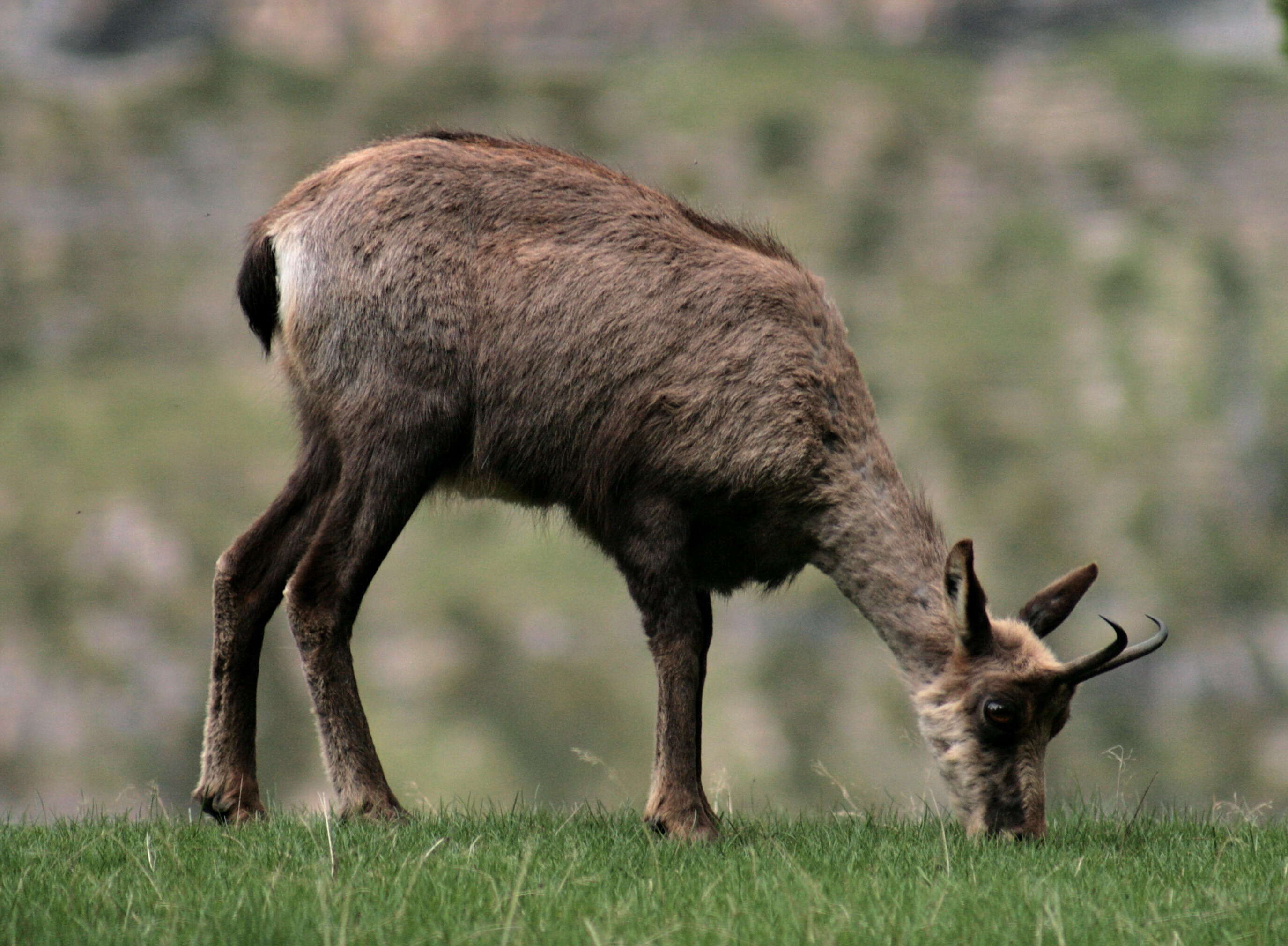 Image of Abruzzo Chamois