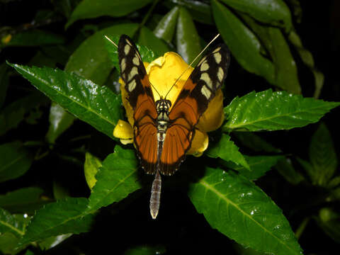 Image of Heliconius ismenius Latreille 1817