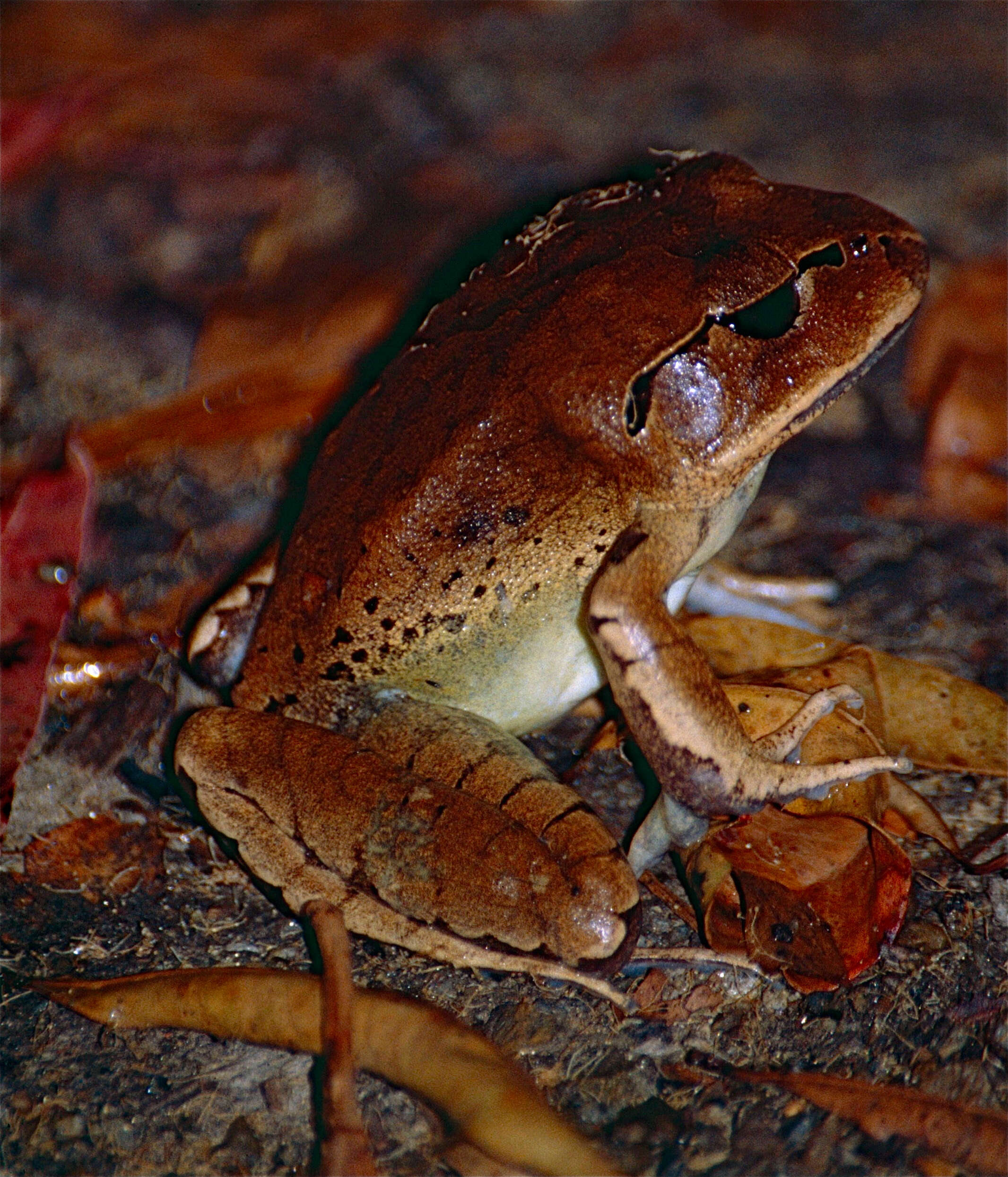 Image of Australian frogs