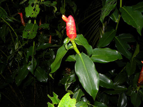 Image of Costus wilsonii Maas