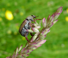 Image of Monkey Beetles