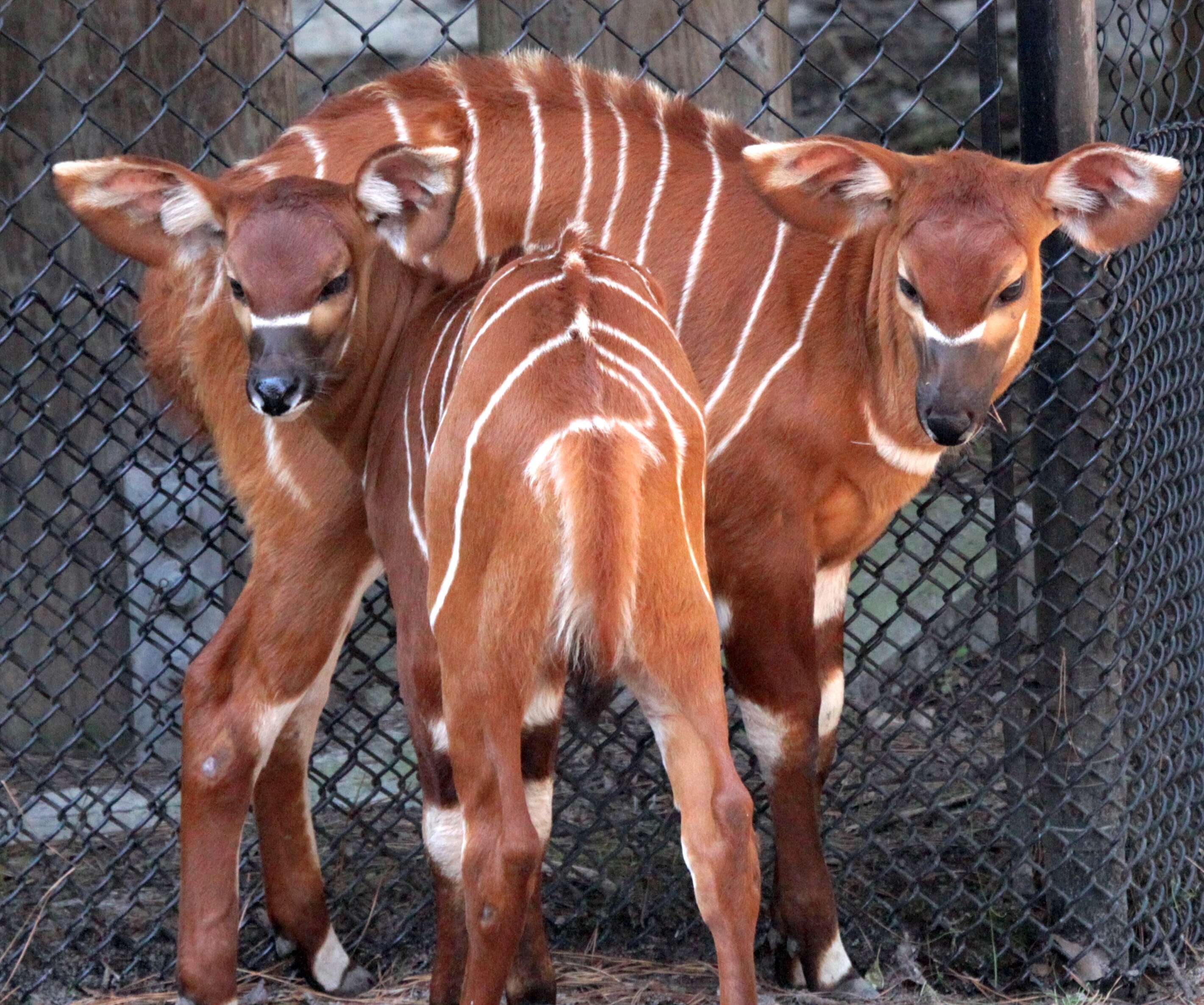 Image of Spiral-horned Antelope