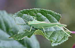 Image of Caedicia simplex (Walker & F. 1869)