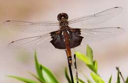 Image of Saddlebags gliders