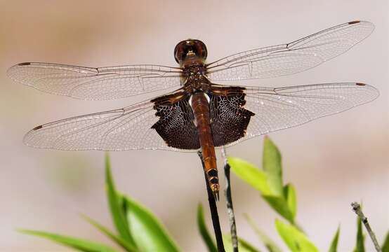 Tramea carolina (Linnaeus 1763) resmi