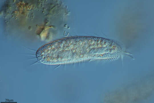 Image of Sporadotrichida