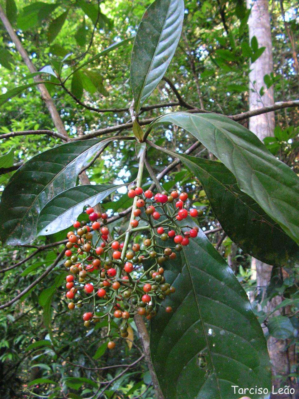 Image of wild coffee