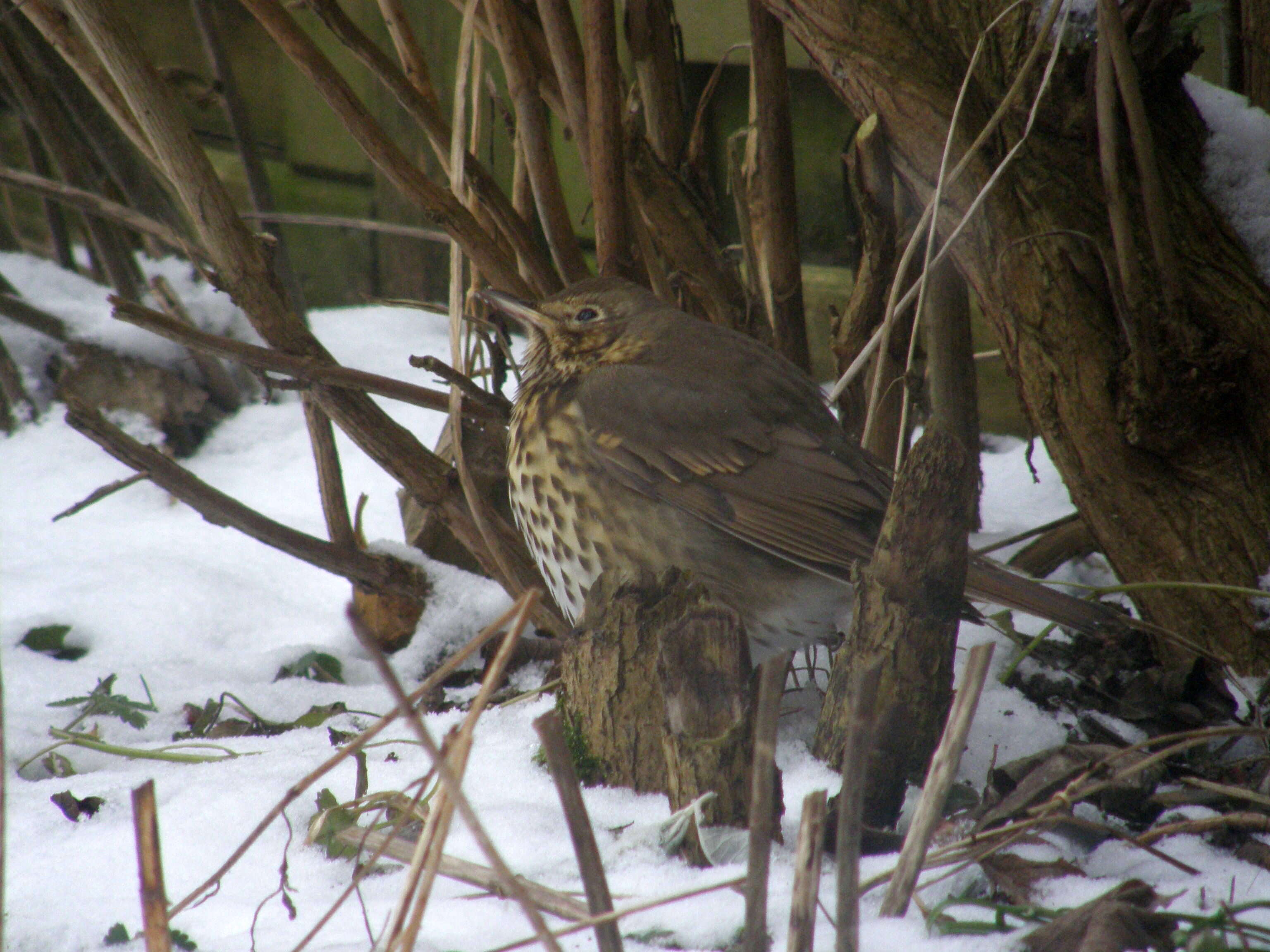 Image of Thrush