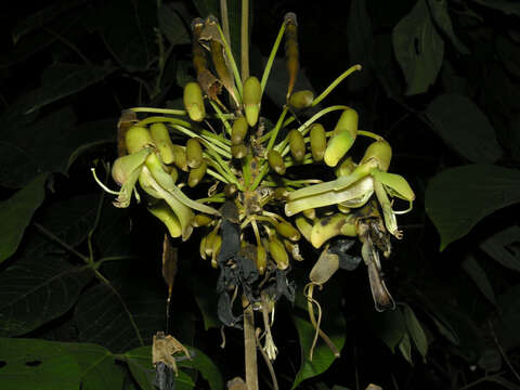 Image of Mucuna holtonii (Kuntze) Moldenke