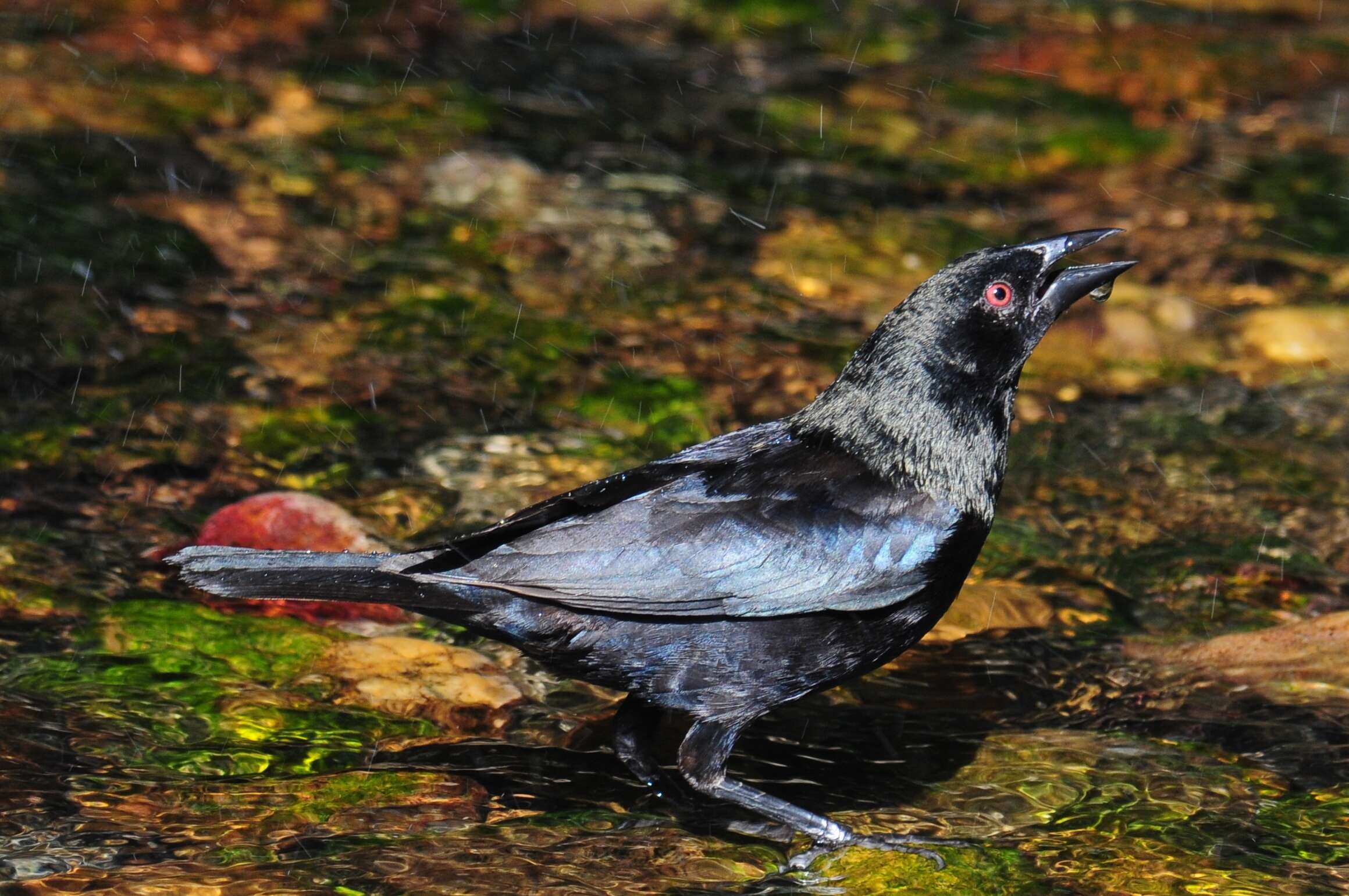 Image de Vacher bronzé