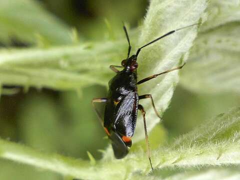 Image of red capsid bug